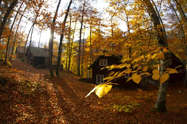 秋の月はトルコで最も美しい森林です — ストック写真