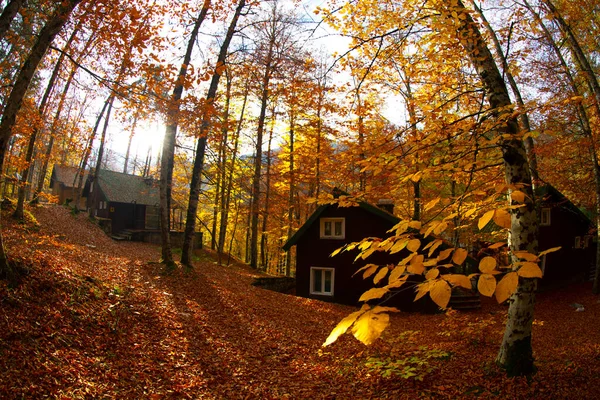 Les Mois Automne Sont Les Belles Forêts Turquie — Photo