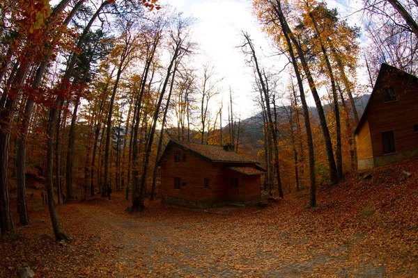 Los Meses Otoño Son Los Bosques Más Bellos Turquía —  Fotos de Stock