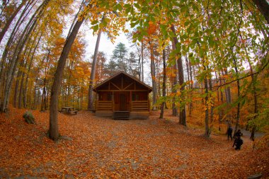 Türkiye 'de sonbahar ayları en güzel ormanlardır.