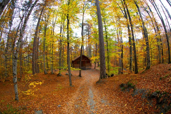 Herbstmonate Sind Die Schönsten Wälder Der Türkei — Stockfoto