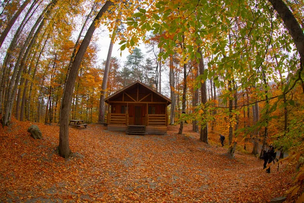 Les Mois Automne Sont Les Belles Forêts Turquie — Photo