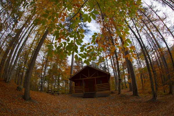 秋天是土耳其最美丽的森林 — 图库照片