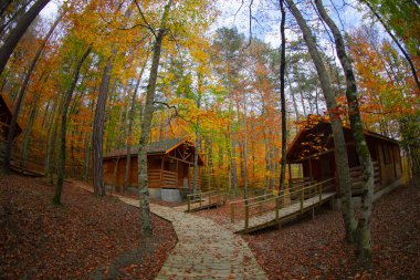 Türkiye 'nin en güzel ormanları / Yedigller bolluğuyla ulusal parkı
