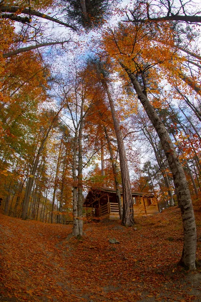 Florestas Mais Bonitas Turquia Parque Nacional Com Abundância Yedigller — Fotografia de Stock