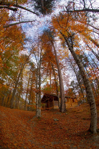 Florestas Mais Bonitas Turquia Parque Nacional Com Abundância Yedigller — Fotografia de Stock