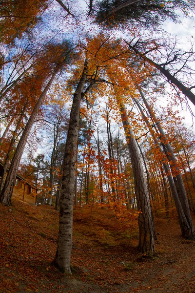 Florestas Mais Bonitas Turquia Parque Nacional Com Abundância Yedigller — Fotografia de Stock