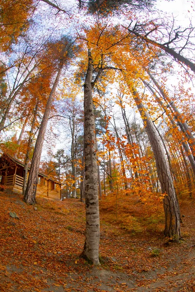 Los Bosques Más Bellos Turquía Parque Nacional Con Montón Yedigller — Foto de Stock