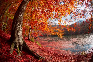 Yedinci Göller ve Manzara / Bolu - Türkiye 