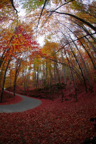 Sevenlakes Landscape Bolu Turkey — Stock Photo, Image