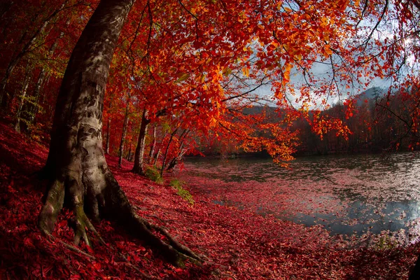 Sevenlakes Landscape Bolu Turquie — Photo