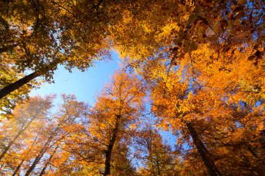 Yedi gölü, yemyeşil bitkileri ve hayvanları, küçük şelaleleri, patikaları ve kaplıcaları olan büyük doğal alan..