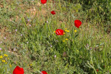 Halfeti, Sanliurfa ilinin bir ilçesidir. Şanlıurfa 'nın batısında yer almaktadır..