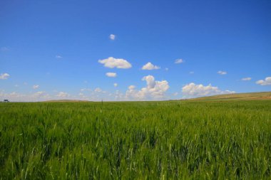 Halfeti, Sanliurfa ilinin bir ilçesidir. Şanlıurfa 'nın batısında yer almaktadır..