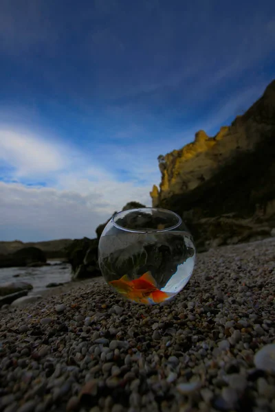 Poissons Ornement Dans Aquarium Bord Mer — Photo