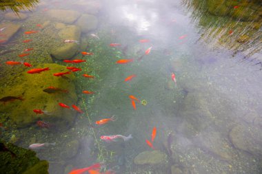 1 milyon metrekarelik bir alanı ile Beylikdz 'de kurulan en büyük kentsel parklardan biridir. Japon bahçesi ve birçok etkinlik alanı