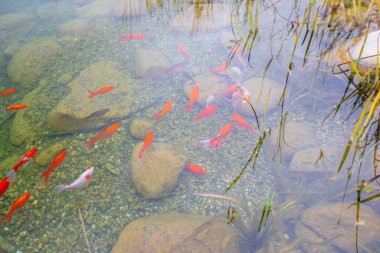 1 milyon metrekarelik bir alanı ile Beylikdz 'de kurulan en büyük kentsel parklardan biridir. Japon bahçesi ve birçok etkinlik alanı