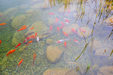 1 milyon metrekarelik bir alanı ile Beylikdz 'de kurulan en büyük kentsel parklardan biridir. Japon bahçesi ve birçok etkinlik alanı
