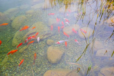 1 milyon metrekarelik bir alanı ile Beylikdz 'de kurulan en büyük kentsel parklardan biridir. Japon bahçesi ve birçok etkinlik alanı