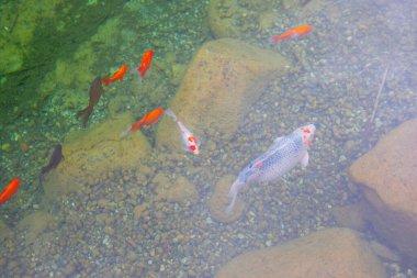 1 milyon metrekarelik bir alanı ile Beylikdz 'de kurulan en büyük kentsel parklardan biridir. Japon bahçesi ve birçok etkinlik alanı