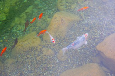 1 milyon metrekarelik bir alanı ile Beylikdz 'de kurulan en büyük kentsel parklardan biridir. Japon bahçesi ve birçok etkinlik alanı