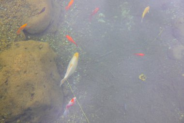 1 milyon metrekarelik bir alanı ile Beylikdz 'de kurulan en büyük kentsel parklardan biridir. Japon bahçesi ve birçok etkinlik alanı