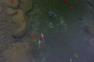 1 milyon metrekarelik bir alanı ile Beylikdz 'de kurulan en büyük kentsel parklardan biridir. Japon bahçesi ve birçok etkinlik alanı