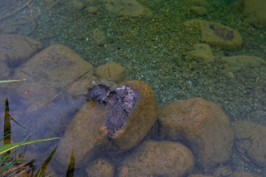 1 milyon metrekarelik bir alanı ile Beylikdz 'de kurulan en büyük kentsel parklardan biridir. Japon bahçesi ve birçok etkinlik alanı