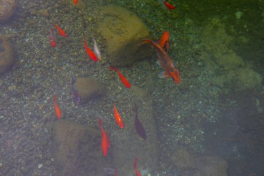 1 milyon metrekarelik bir alanı ile Beylikdz 'de kurulan en büyük kentsel parklardan biridir. Japon bahçesi ve birçok etkinlik alanı