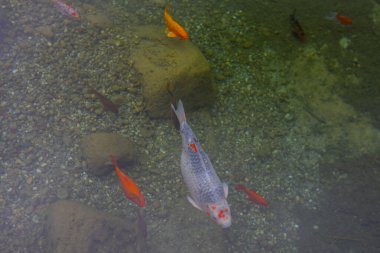 1 milyon metrekarelik bir alanı ile Beylikdz 'de kurulan en büyük kentsel parklardan biridir. Japon bahçesi ve birçok etkinlik alanı