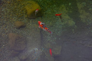 1 milyon metrekarelik bir alanı ile Beylikdz 'de kurulan en büyük kentsel parklardan biridir. Japon bahçesi ve birçok etkinlik alanı