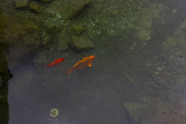 1 milyon metrekarelik bir alanı ile Beylikdz 'de kurulan en büyük kentsel parklardan biridir. Japon bahçesi ve birçok etkinlik alanı