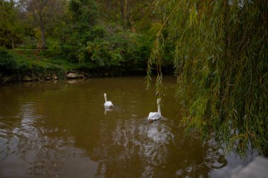 Atatrk botanik bahçesi, ağaçların ve odunsu bitkilerin sergilendiği Kemerburgaz-Baheky yolunda, İstanbul 'un Saryer ilçesinde geniş bir yeşil alandır..