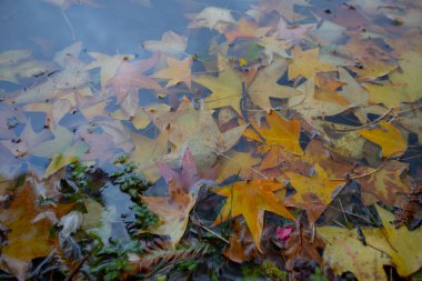 Atatrk botanik bahçesi, ağaçların ve odunsu bitkilerin sergilendiği Kemerburgaz-Baheky yolunda, İstanbul 'un Saryer ilçesinde geniş bir yeşil alandır..