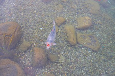 Atatrk botanik bahçesi, ağaçların ve odunsu bitkilerin sergilendiği Kemerburgaz-Baheky yolunda, İstanbul 'un Saryer ilçesinde geniş bir yeşil alandır..