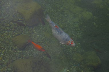 Atatrk botanik bahçesi, ağaçların ve odunsu bitkilerin sergilendiği Kemerburgaz-Baheky yolunda, İstanbul 'un Saryer ilçesinde geniş bir yeşil alandır..