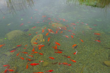 Atatrk botanik bahçesi, ağaçların ve odunsu bitkilerin sergilendiği Kemerburgaz-Baheky yolunda, İstanbul 'un Saryer ilçesinde geniş bir yeşil alandır..