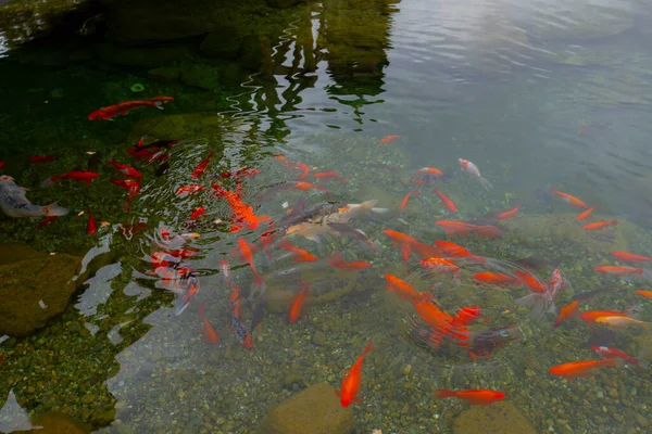 Atatrk Arboretum Ist Eine Große Grünfläche Saryer Viertel Von Istanbul — Stockfoto