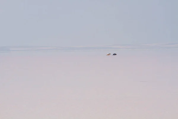 Lake Salt Second Largest Lake Turkey — Stock Photo, Image