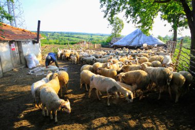 Igneada Ormanı ve Nehir. Türkiye 'nin Kirklareli ilinin Karadeniz kıyısındaki küçük bir kasaba. Manzaralı doğal güzellik.