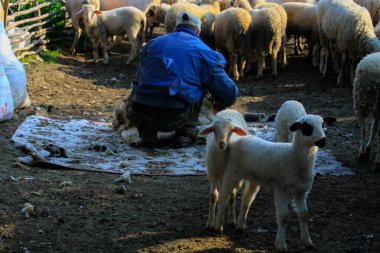 Igneada Ormanı ve Nehir. Türkiye 'nin Kirklareli ilinin Karadeniz kıyısındaki küçük bir kasaba. Manzaralı doğal güzellik.