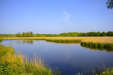 Igneada Ormanı ve Nehir. Türkiye 'nin Kirklareli ilinin Karadeniz kıyısındaki küçük bir kasaba. Manzaralı doğal güzellik.