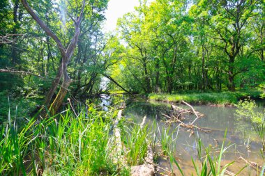 Igneada Ormanı ve Nehir. Türkiye 'nin Kirklareli ilinin Karadeniz kıyısındaki küçük bir kasaba. Manzaralı doğal güzellik.