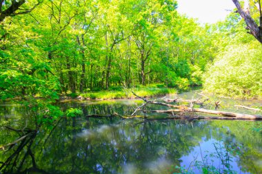 Igneada Ormanı ve Nehir. Türkiye 'nin Kirklareli ilinin Karadeniz kıyısındaki küçük bir kasaba. Manzaralı doğal güzellik.