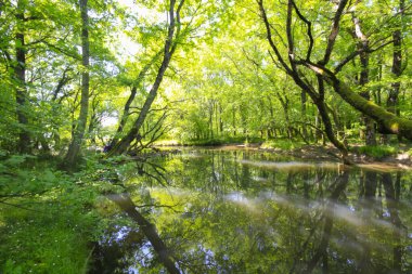 Igneada Ormanı ve Nehir. Türkiye 'nin Kirklareli ilinin Karadeniz kıyısındaki küçük bir kasaba. Manzaralı doğal güzellik.