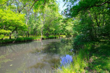 Igneada Ormanı ve Nehir. Türkiye 'nin Kirklareli ilinin Karadeniz kıyısındaki küçük bir kasaba. Manzaralı doğal güzellik.
