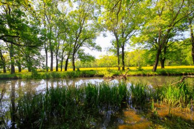 Igneada Ormanı ve Nehir. Türkiye 'nin Kirklareli ilinin Karadeniz kıyısındaki küçük bir kasaba. Manzaralı doğal güzellik.