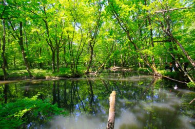Igneada Ormanı ve Nehir. Türkiye 'nin Kirklareli ilinin Karadeniz kıyısındaki küçük bir kasaba. Manzaralı doğal güzellik.