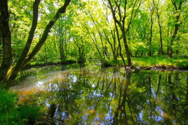 Igneada Ormanı ve Nehir. Türkiye 'nin Kirklareli ilinin Karadeniz kıyısındaki küçük bir kasaba. Manzaralı doğal güzellik.