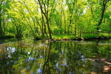 Igneada Ormanı ve Nehir. Türkiye 'nin Kirklareli ilinin Karadeniz kıyısındaki küçük bir kasaba. Manzaralı doğal güzellik.